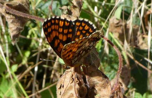 Melitaea athalia